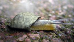 Snurtle